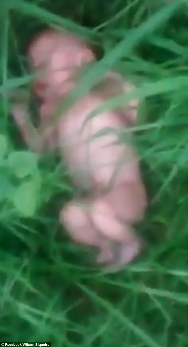 Newborn baby weighing just 5.4lbs was found in long grass in Rio De Janeiro