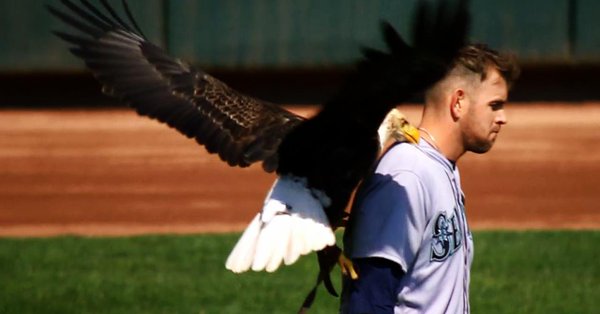 Eagle lands directly on James Paxton but he’s completely unfazed