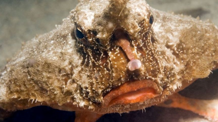 CLOSE-UP FACE VIEW OF BATFISH