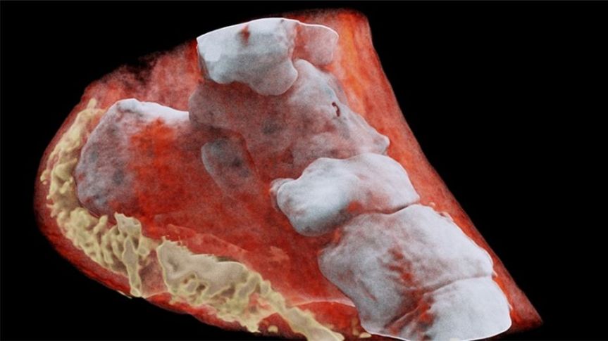 A magnified X-ray captured by CERN's