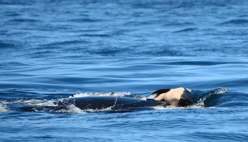 (Photo by Michael Weiss, Center for Whale Research)