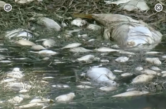 Opera Snapshot_2018-08-07_130816_plus.google.com