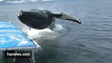 Opera Snapshot_2018-08-23_103911_plus.google.com