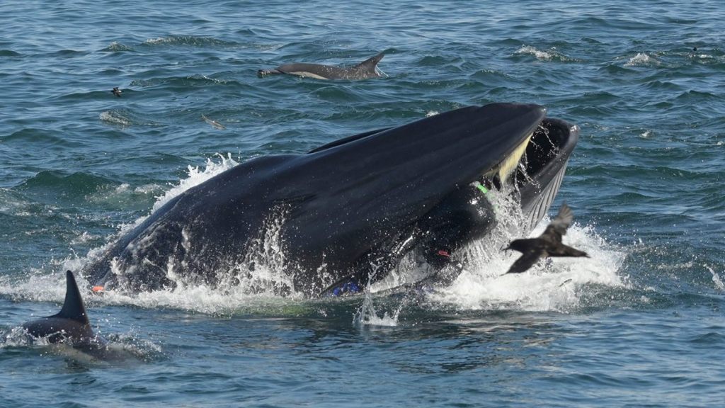 Rainer Schimpf can be seen in the mouth of the Bryde's Whale