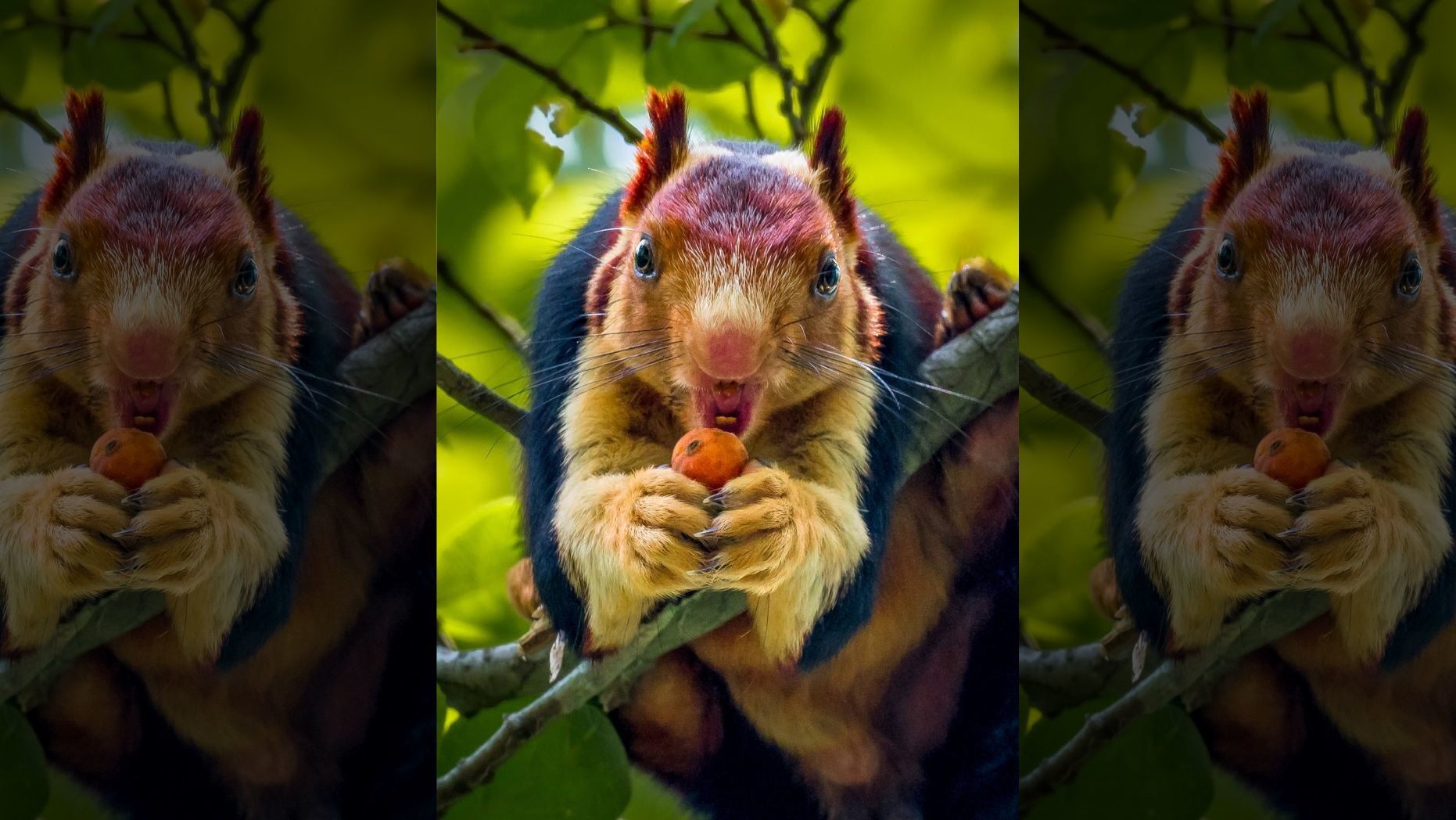 Indian giant squirrel, 