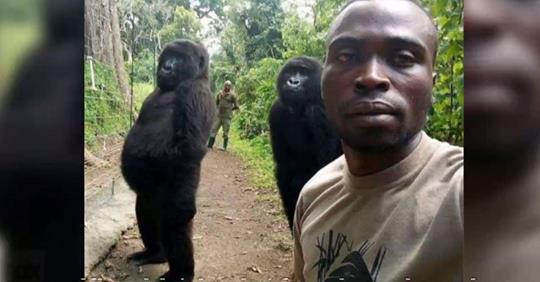 “The two orphaned gorillas in the photo are Ndakazi and Ndeze.”