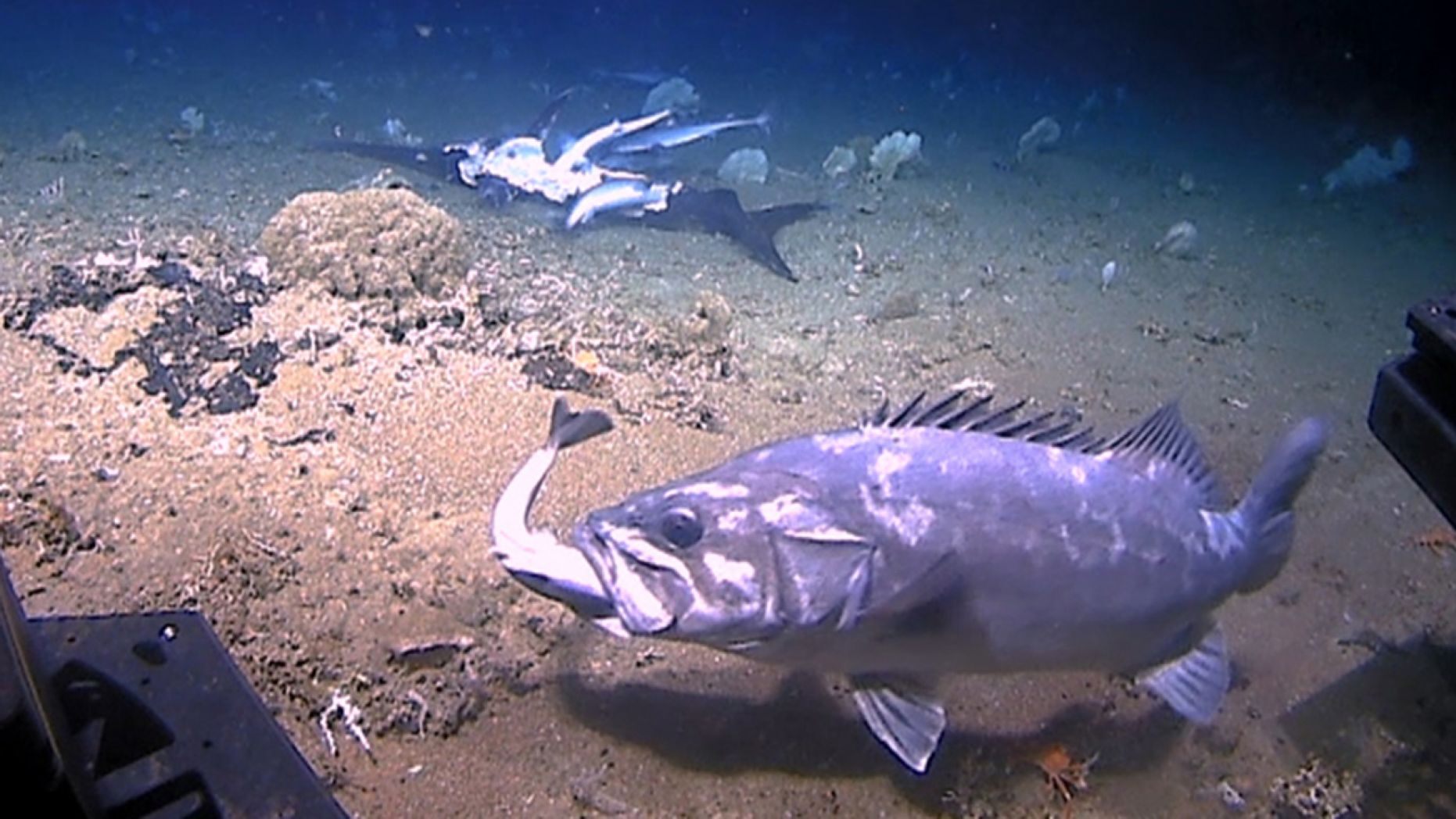 The wreckfish appeared unable to feed directly on the swordfish and instead ate a shark