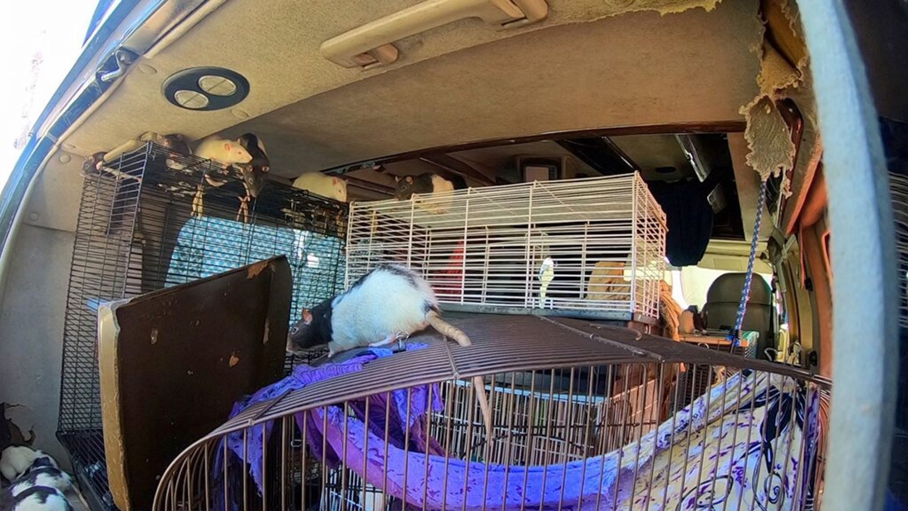 More than 300 rats were found living inside a van with their owner in California. 
