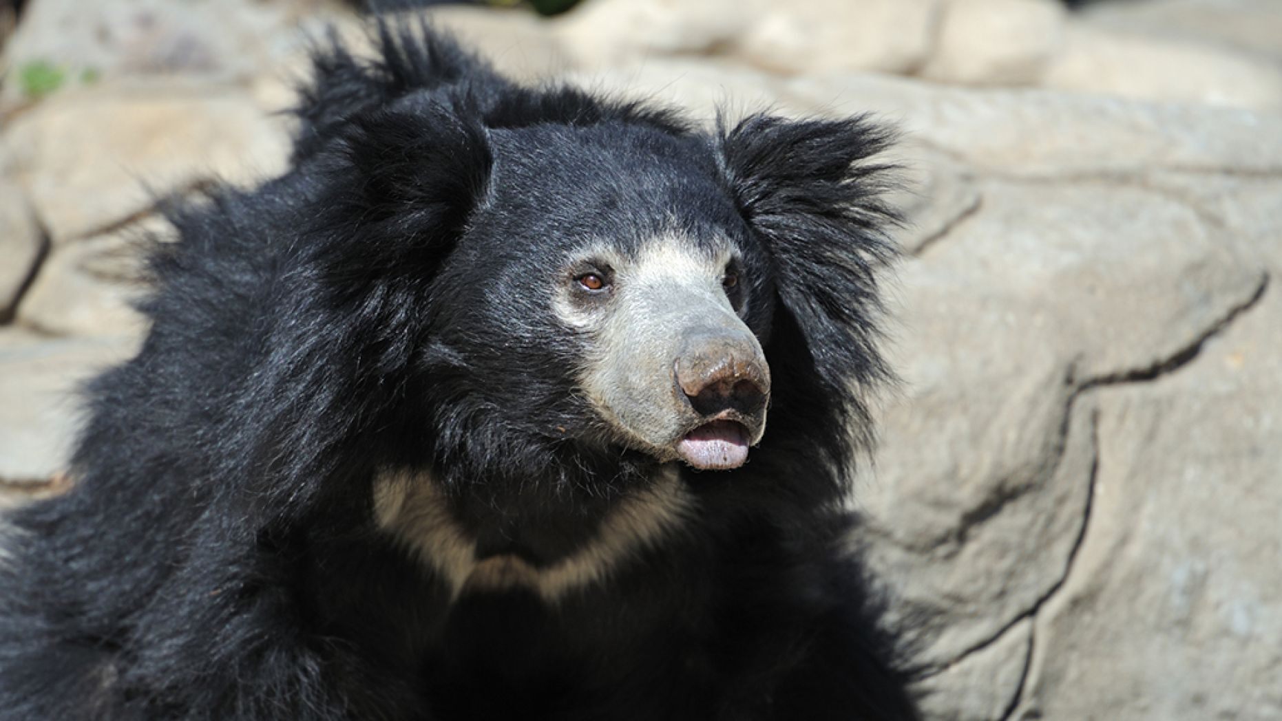 An Indian man identified as "Yarlen" allegedly ate sloth bear genitalia to boost his sex drive, officials said.