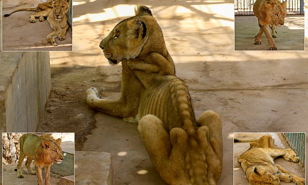 For weeks now, five lions held at Khartoum's Al-Qureshi Park in an upscale district of the capital have been suffering from shortages of food and medicine.