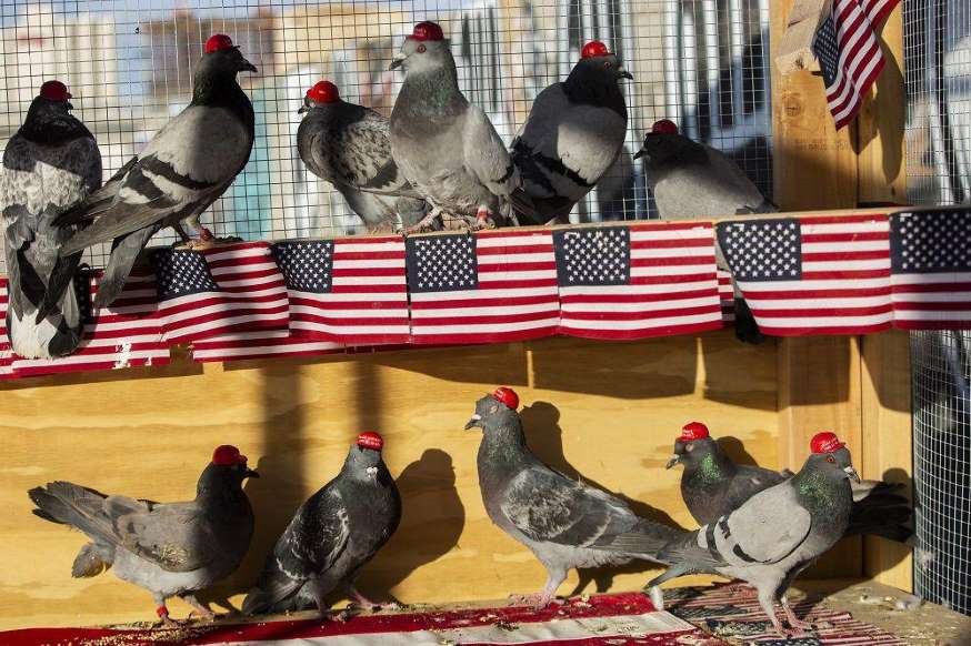 © P.U.T.I.N.
Pigeons wearing MAGA hats. 