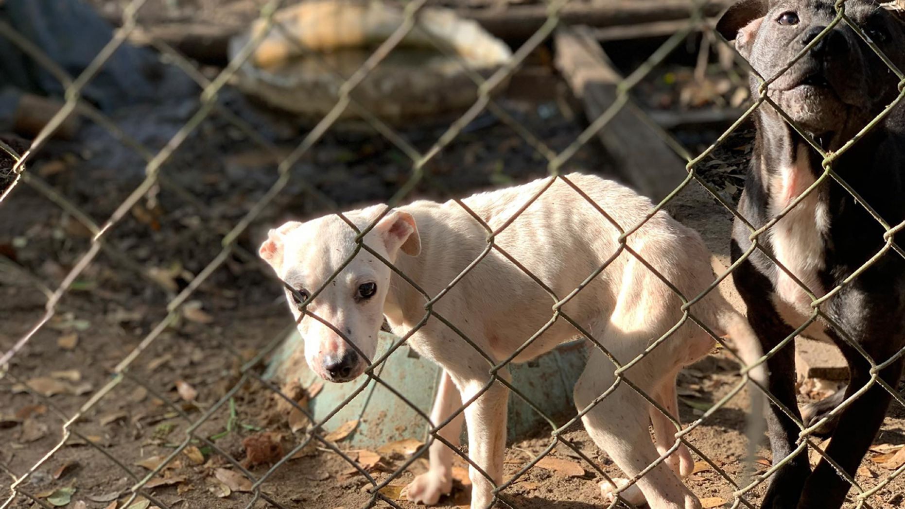 Dogs in deplorable conditions rescued from a home in northern Florida. (Suwannee Country Sheriff’s Office)