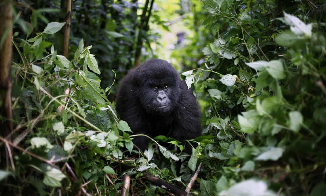 A young mountain gorilla in the Virunga national park, which has been the scene of numerous violent attacks.