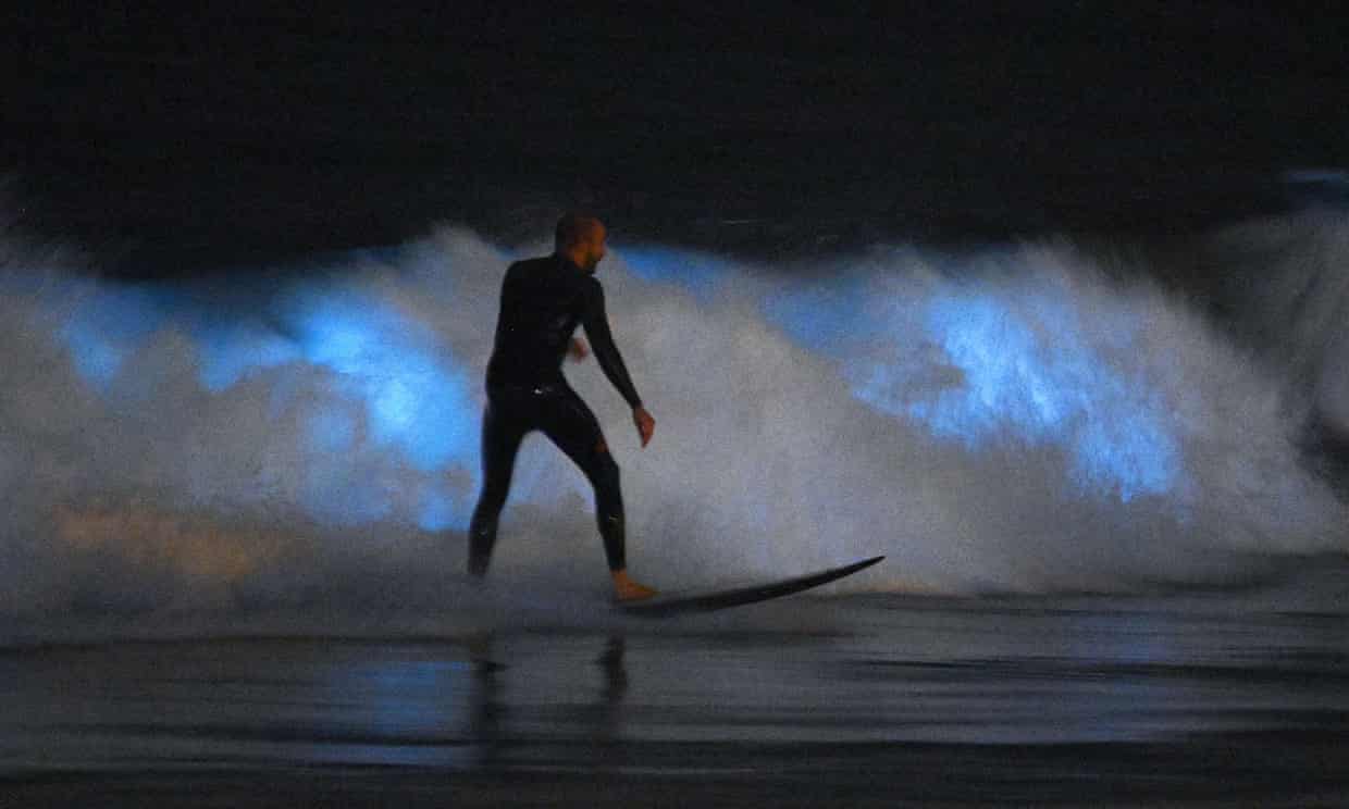 A surfer rides a wave as bioluminescent plankton lights up the surf around him, in Newport Beach, California