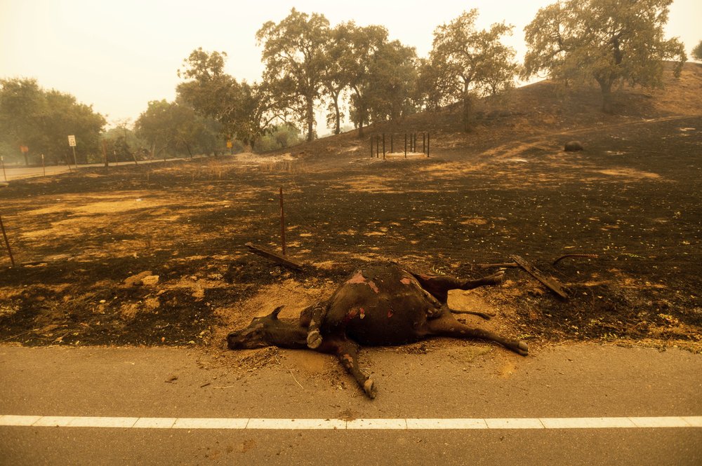 A dead cow rests on the side of a road after the LNU Lightning Complex fires tore through Vacaville, Calif., on Wednesday, Aug. 19, 2020. Fire crews across the region scrambled to contain dozens of wildfires sparked by lightning strikes as a statewide heat wave continues.