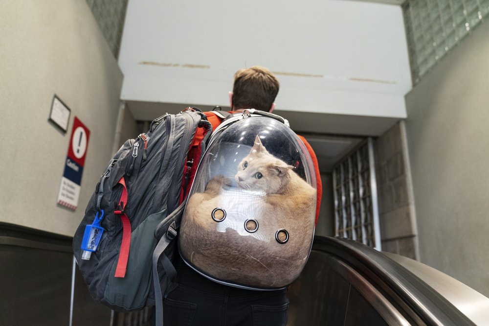 Sam Hinthron carries his cat, Giro, in a backpack while looking to board a commuter train to Boston, Friday, Nov. 20, 2020, in Providence, R.I.