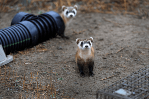 According to the U.S. Fish and Wildlife Service, the black-footed ferret is one of North America's rarest land animals and is native to the Great Plains.