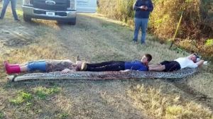 The snake recently captured in Zolfo Springs, Fla. (Courtesy Aaron Brown and William Wilkinson)