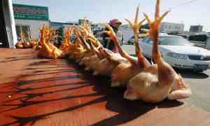 Chicken carcasses at a wholesale poultry market in Shanghai. Many strains of avian flu are present in China and some sporadically infect people.