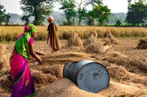 Hard Working Indian Woman Farmer wearing Saree, and working in her fields in the harvest season and is winnowing wheat grains from the Chaff in Traditional way.