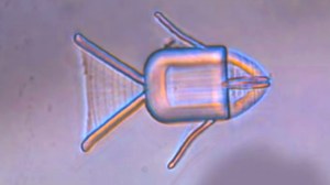 A novel microrobot fish, containing drugs.Jiawen Li et al. / American Chemical Society