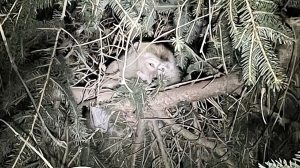 Crash involving 100 cynomolgus macaques (Pictures courtesy of the Pennsylvania State Police)