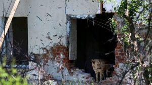 A dog stands in a damaged house on the outskirt of Kharkiv, Ukraine, on June 6, 2022. (Ivan Alvarado/Reuters)