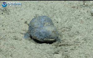 A NOAA Ocean Exploration team discovered this unfamiliar creature during an Aug. 30 dive off the island of St. Croix near Puerto Rico. (NOAA Ocean Exploration video screengrab)