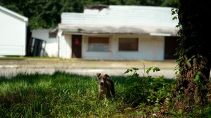 Thursday, Sept. 8, 2022. A female informant on an undercover drug operation entered a house on the property where the dog stands and was allegedly raped as her law enforcement handlers left her on her own.
